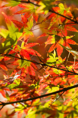 Autumnal foliage of ornamental Maple tree, Acer palmatum.