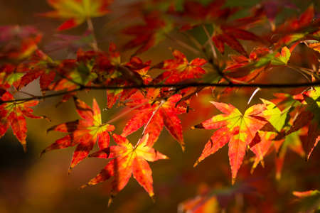 Autumnal foliage of ornamental Maple tree, Acer palmatum.