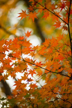 Autumnal foliage of ornamental Maple tree, Acer palmatum.
