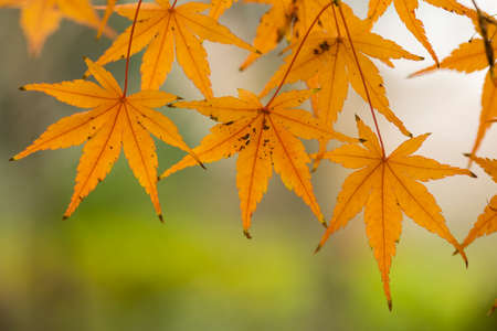 Red and orange maple tree, acer palmatum, with winged seeds.の写真素材