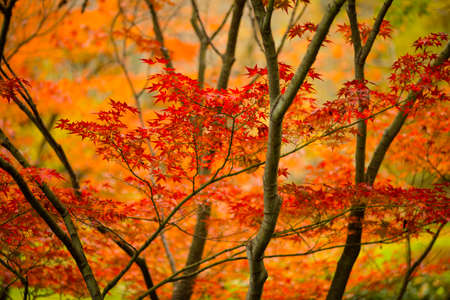 Red and orange maple tree, acer palmatum, with winged seeds.の写真素材