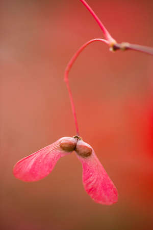 Red and orange maple tree, palmatum, with winged seeds.の写真素材