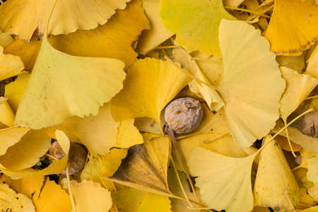 Dead leaves of Gingko tree  on ground with water dropsの写真素材