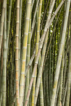 Detail of bamboo forest wth green leaves.の写真素材