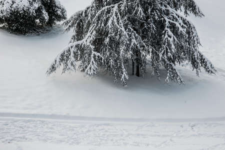 Snow covering ground and tree details.