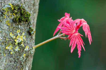 Red leaves of maple Acer palmatum just open in Springの写真素材