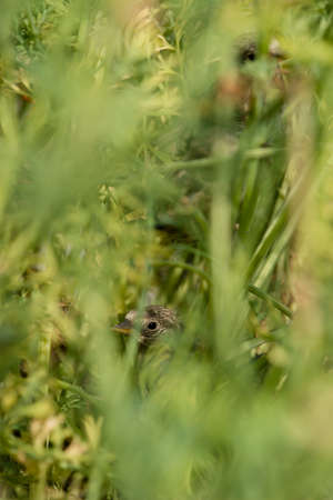 Nest and nestling develpment  of European goldfinch (Carduelis carduelis) born inside an apartment...