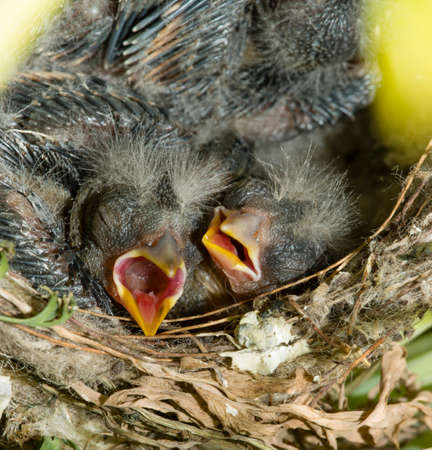 Nest and nestling develpment  of European goldfinch (Carduelis carduelis) born inside an apartment...