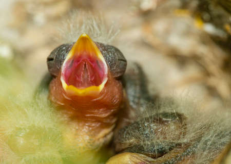 Nest and nestling develpment  of European goldfinch (Carduelis carduelis) born inside an apartment balcony plant pots.の写真素材