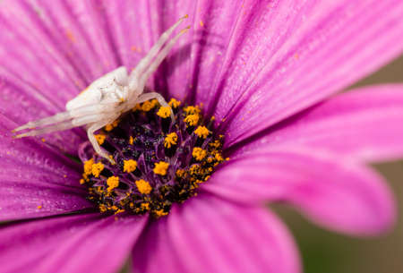 White Crab spider hunting for insects inside purple african daisy.の写真素材