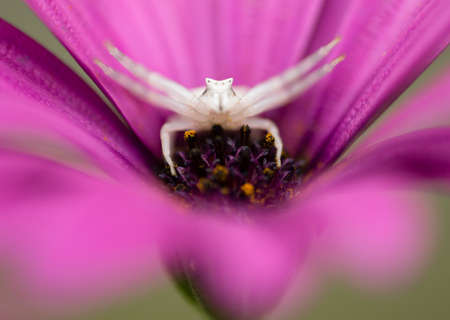 White Crab spider hunting for insects inside purple african daisy.の写真素材