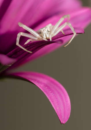 White Crab spider hunting for insects inside purple african daisy.の写真素材