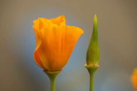 California golden poppy flowers macro and close up.