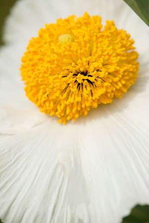 Details of California tree poppy flowers, Romneya coulteri.