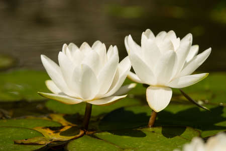 Flowers of waterlily plant on pond in full bloom.の写真素材