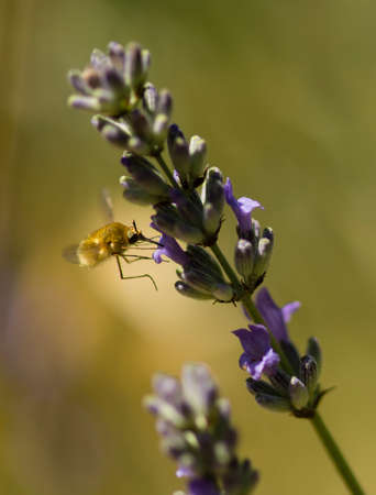 Bee fly hovering on flowers of blue lavander.の写真素材