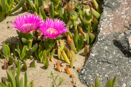 Carpobrotus edulis is a ground-creeping plant with succulent leaves, native to South Africa. Also known as Hottentot-fig, ice plant, highway ice plant, pigface, sour fig.の写真素材
