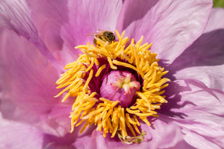 Yellow, white  and pink peony flowers under the sun.の写真素材
