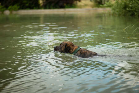 Rescue dog training to swim and fetch ball in water.の写真素材
