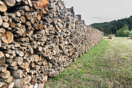 Tree trunks cut and stacked for house fireplace and cooking.