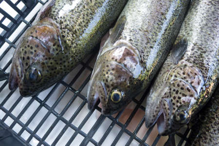 Trout fish freshly caught and ready to cook on wood barbecue.