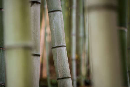 Detail of bamboo stems in the shadow.の写真素材