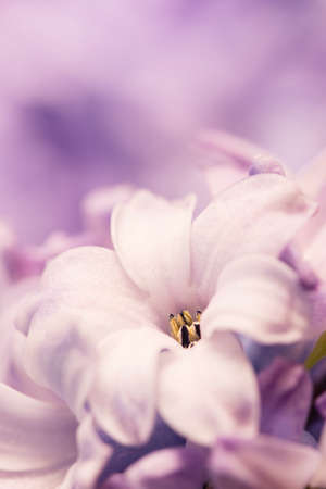 Hyacinthus flowers close up, bulbous, fragrant flowering plants.の写真素材