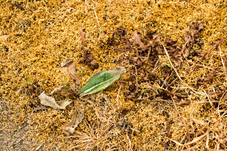 Effects of weedkiller, herbicide, on grass and natural plants.の写真素材