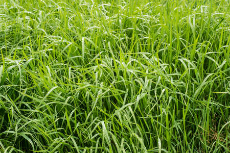 Detail of green grass field with rain water drops.の写真素材