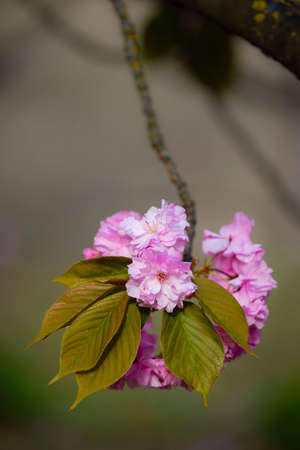 Japanese cherry tree in full Spring blossom