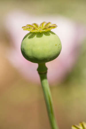 Flowers and seed pods of opium poppy plant, Papaver somniferum.の写真素材