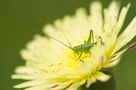Green grasshopper on yellow dandelion flowerの写真素材