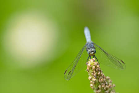 Blue dragonfly resting on a pond plant spike with blurred waterlilies on backgorund.の写真素材