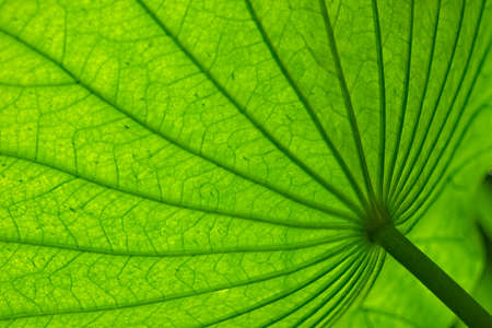 Lotus plant leaves and buds, Nelumbo nucifera.