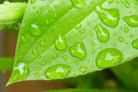 Detail of rain water drops on bright green plant leaf