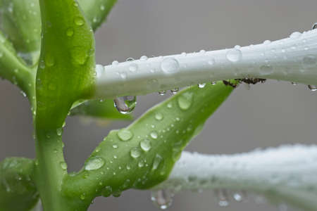 Detail of rain water drops on flower buds of Hosta plant.の写真素材
