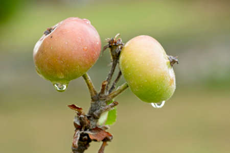 Green and red apples with rain drops ripening on treeの写真素材