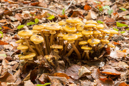 Orange mushroom family growing on ground under a forest.の写真素材