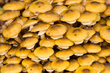 Orange mushroom family growing on ground under a forest.の写真素材