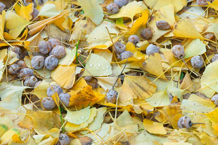 Fallen yellow leaves and fruits of Ginkgo biloba, maidenhair tree.