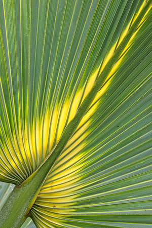 Detail of center of palm plant leaf with background light.