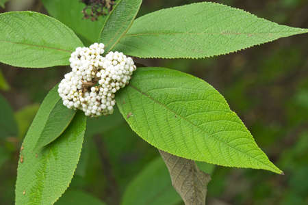 Close up of tree with green leaf and white round fruits