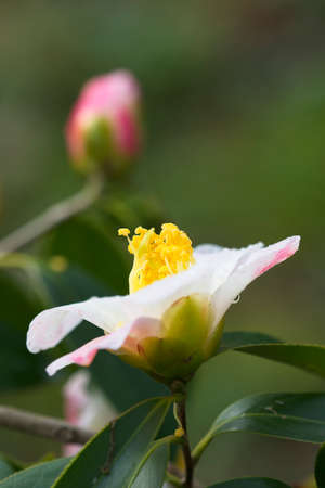 Close up of pink and white Camelia flower and budsの写真素材