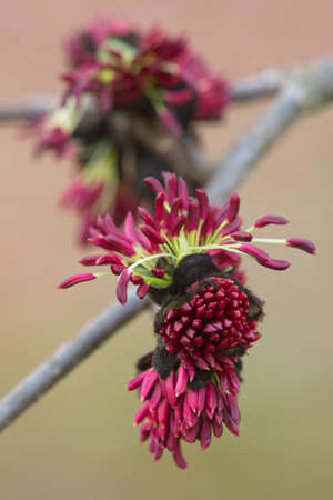 Detail of red flowers of Parrotia persica tree, native to Iran.の写真素材