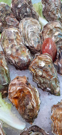 Freshly caught oysters on sale in a Italian fish marketの写真素材