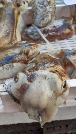 Cuttlefish close up on a fishmarket standの写真素材