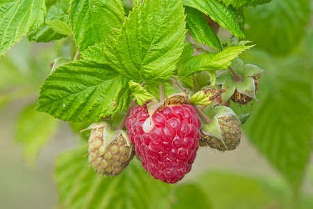 Close up of a cultivated red berry ready to pick up.
