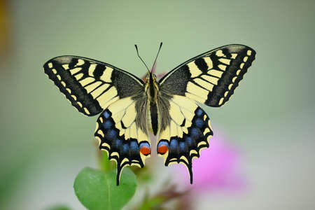 Close up of swallawtail butterfly perched on flowers and sucking nectarの写真素材