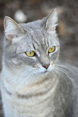 Gray, striped domestic cat looking curious far away