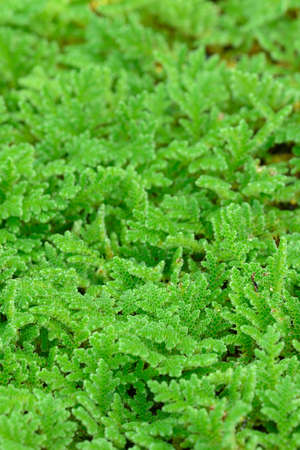 Detail of water mosquito fern, fairy moss, freshwater aquatic Azolla.